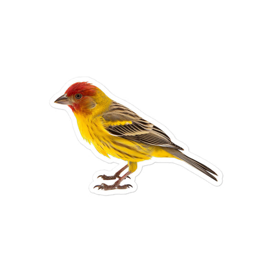 Finch Sticker - Stickerfy.ai
