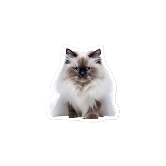 Birman Pharmacist Sticker - Stickerfy.ai