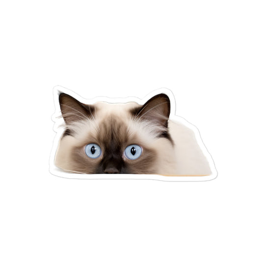 Birman Sticker - Stickerfy.ai