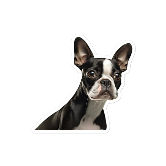 Boston Terrier Sticker - Stickerfy.ai