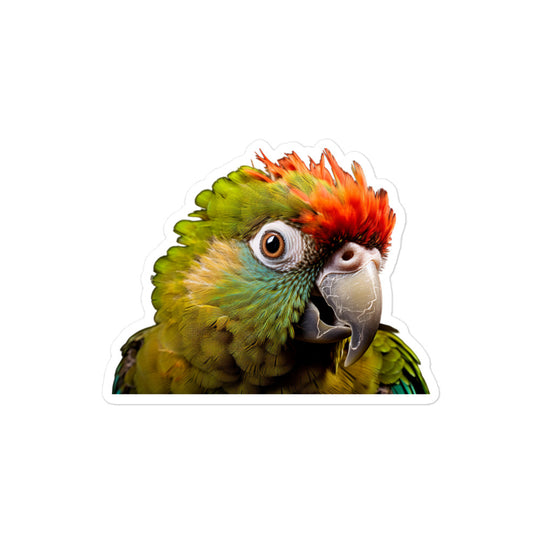 Green Cheeked Conure Sticker - Stickerfy.ai