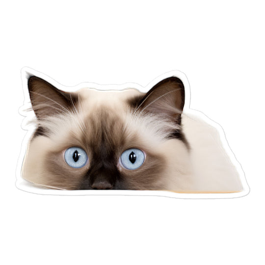 Birman Sticker - Stickerfy.ai