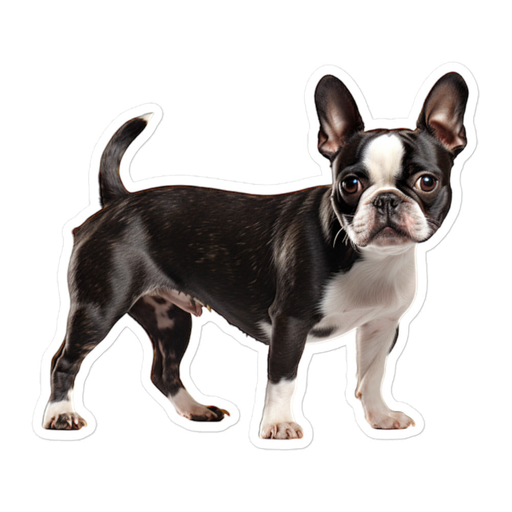 Boston Terrier Sticker - Stickerfy.ai