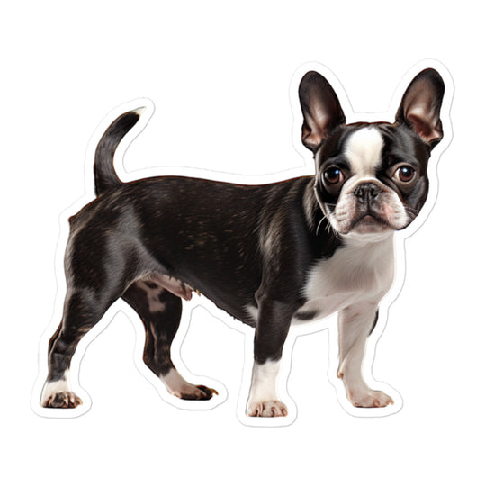 Boston Terrier Sticker - Stickerfy.ai