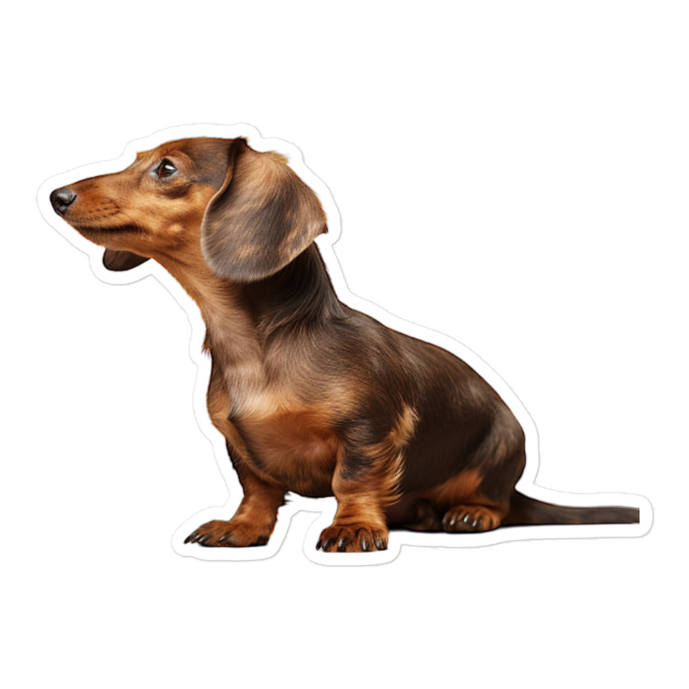Dachshunds Sticker - Stickerfy.ai