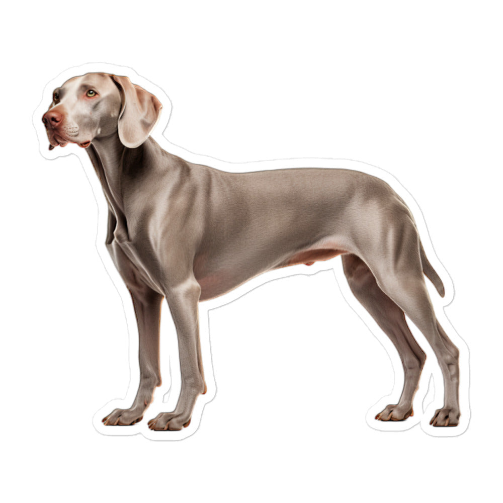 Weimaraner Sticker - Stickerfy.ai