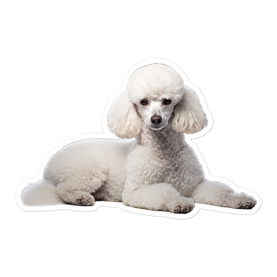 Poodle Sticker - Stickerfy.ai