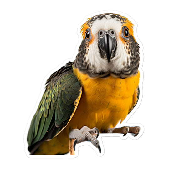 Caique Sticker - Stickerfy.ai