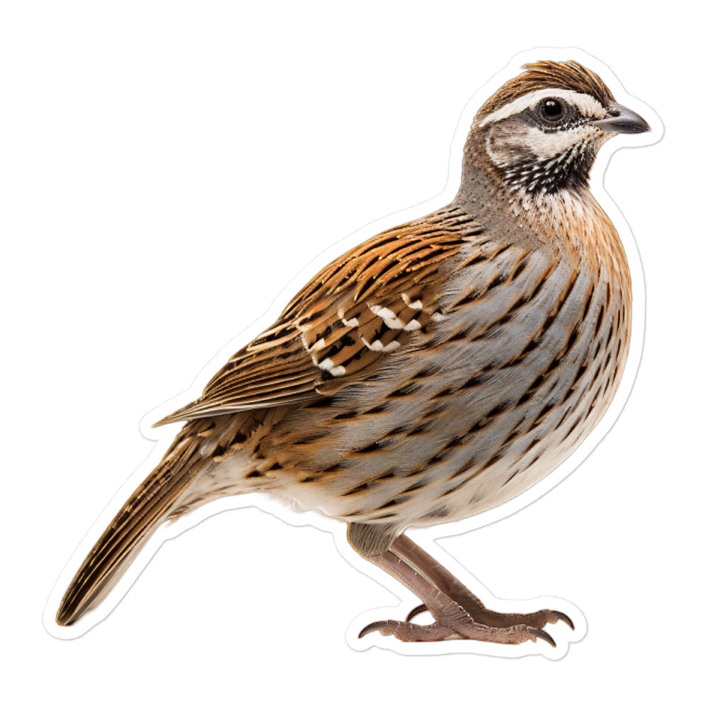 Quail Sticker - Stickerfy.ai