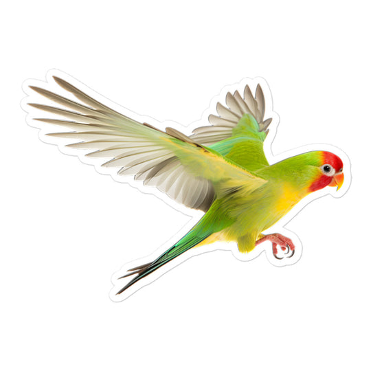 Fischer's Lovebird Sticker - Stickerfy.ai