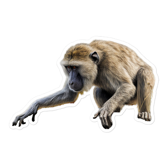 Baboon Sticker