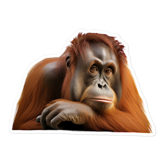 Orangutan Sticker