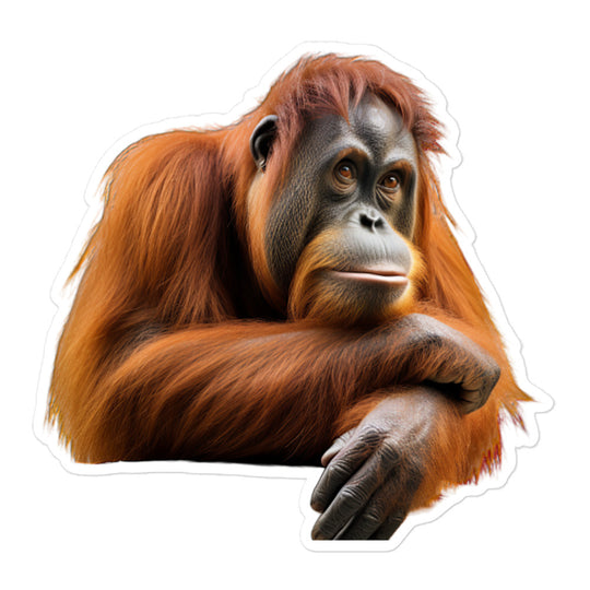 Orangutan Sticker